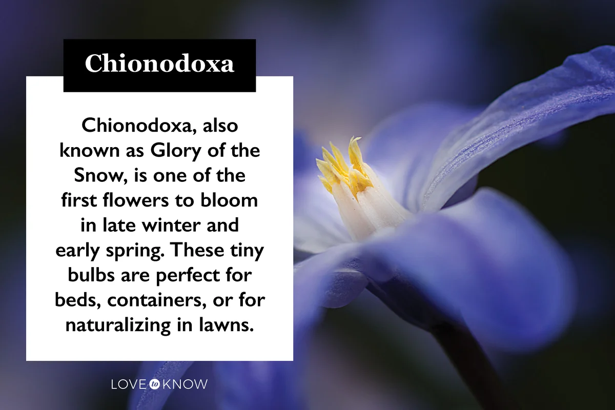 Chionodoxa flower characteristics