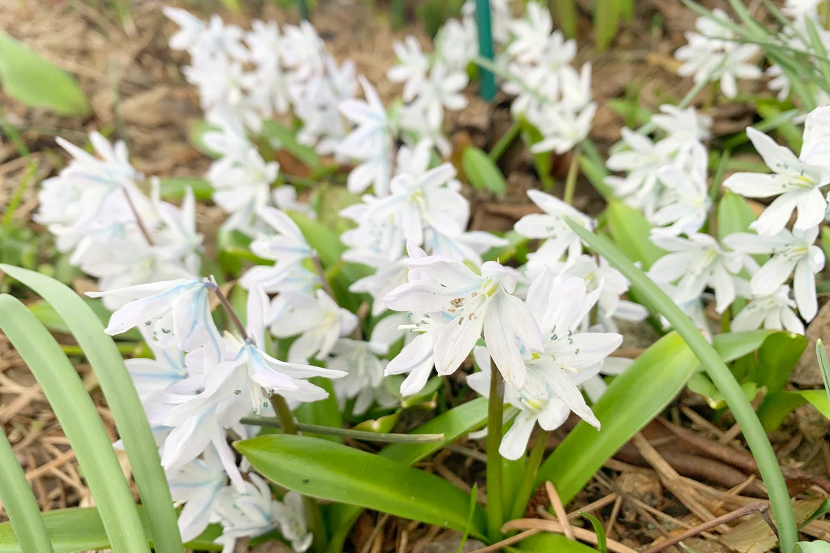 White glory-of-the-snow flower blossom in springtime