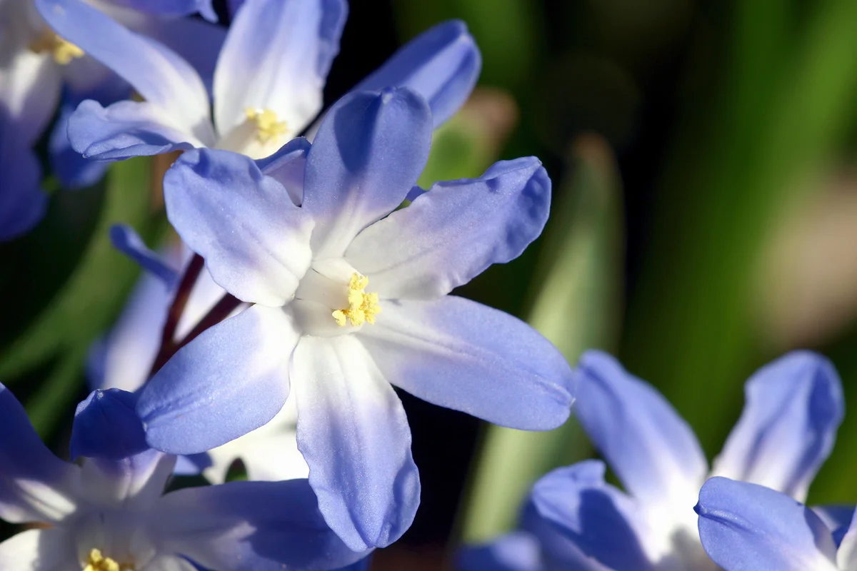 Chionodoxa Blue Giant