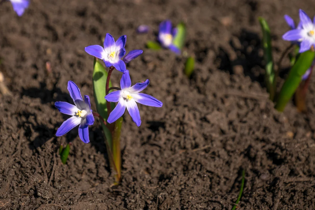Chionodoxa sardensis
