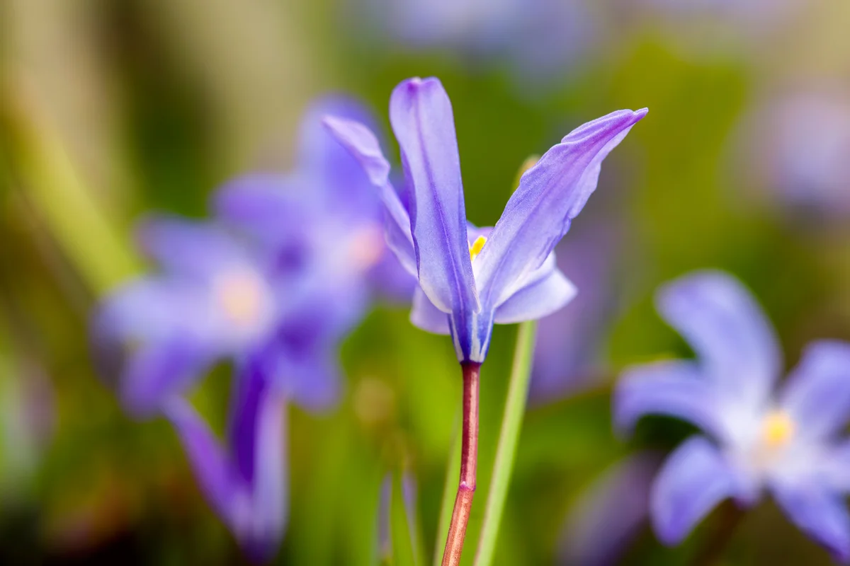 Spring flowers in the forest flowering