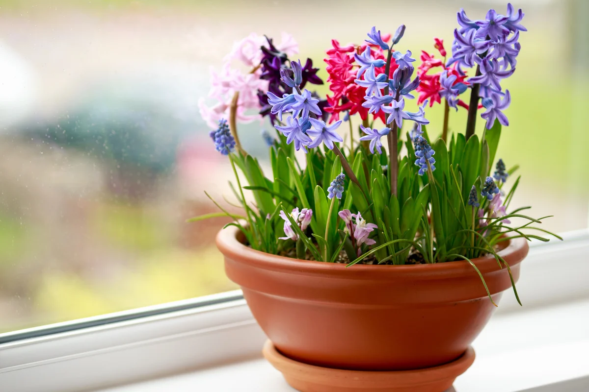 Colourful spring flowers hyacinth, muscari and chionodoxa display in terracotta ceramic pot