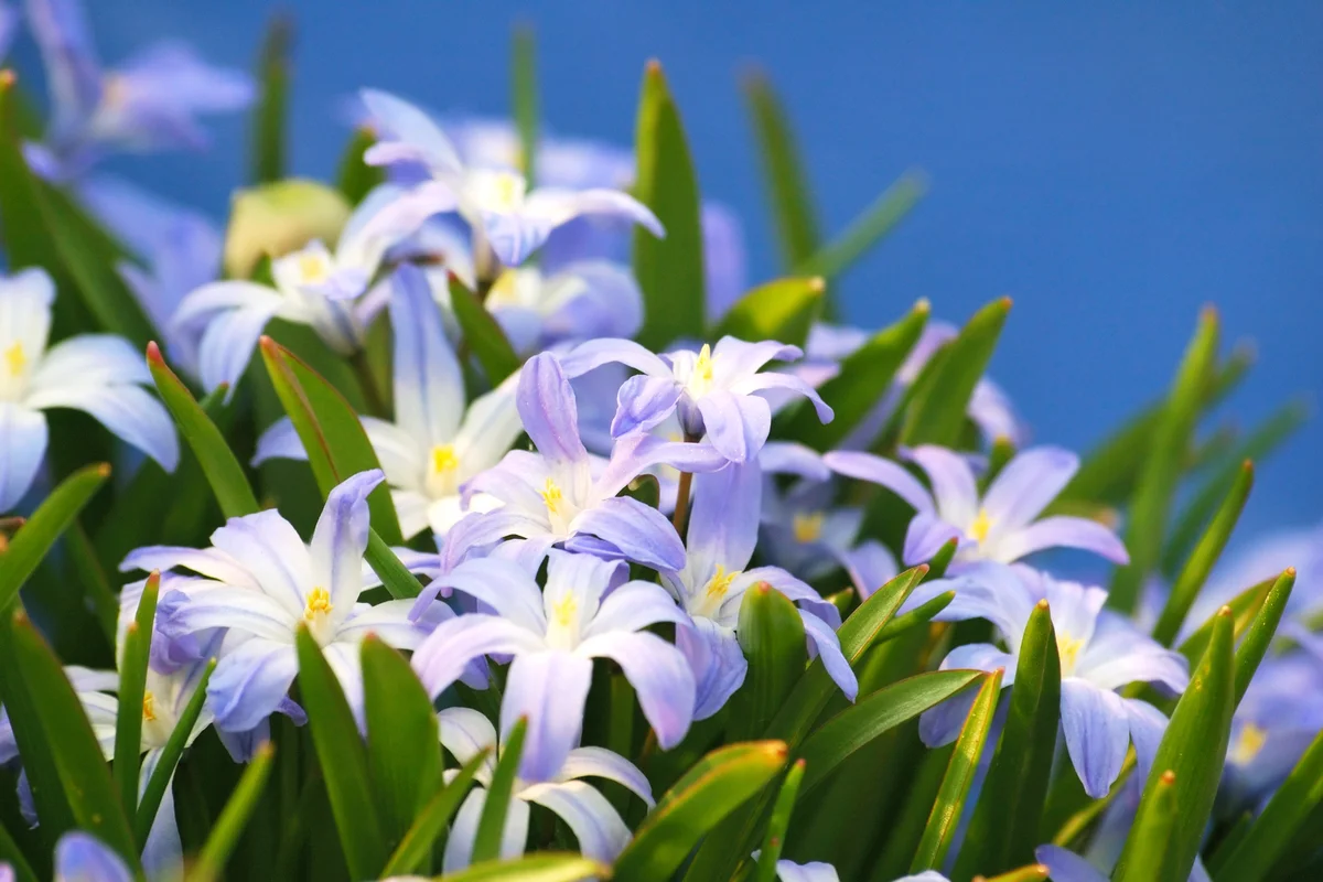 Blue chionodoxa in spring garden