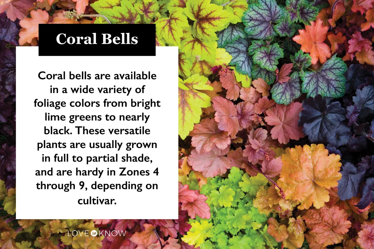 Variety of coral bells