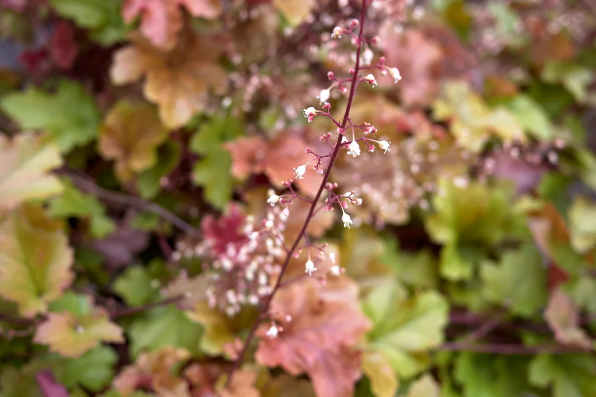 Heuchera foliage