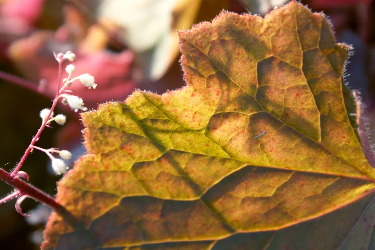 Coral Bells Amber Waves