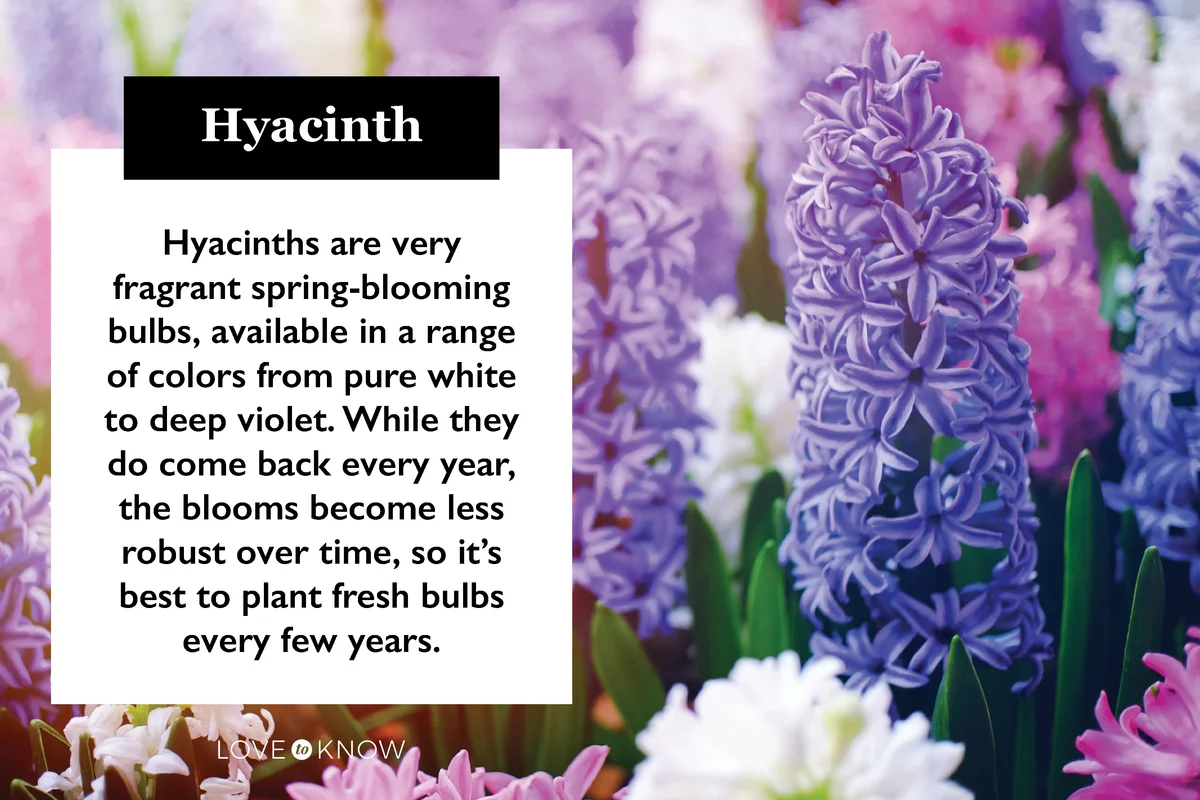 Pink, white and purple hyacinth