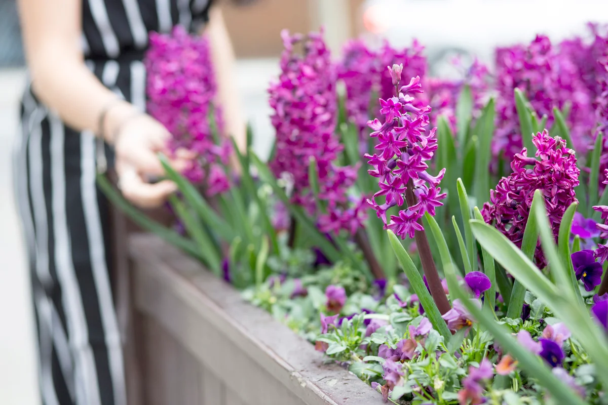 Woman's hand touching purple hyacinth in planter