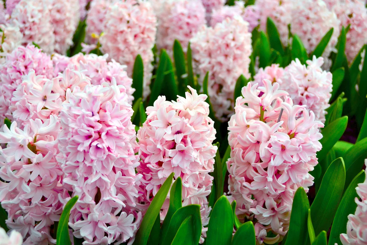 Pink Hyacinthus