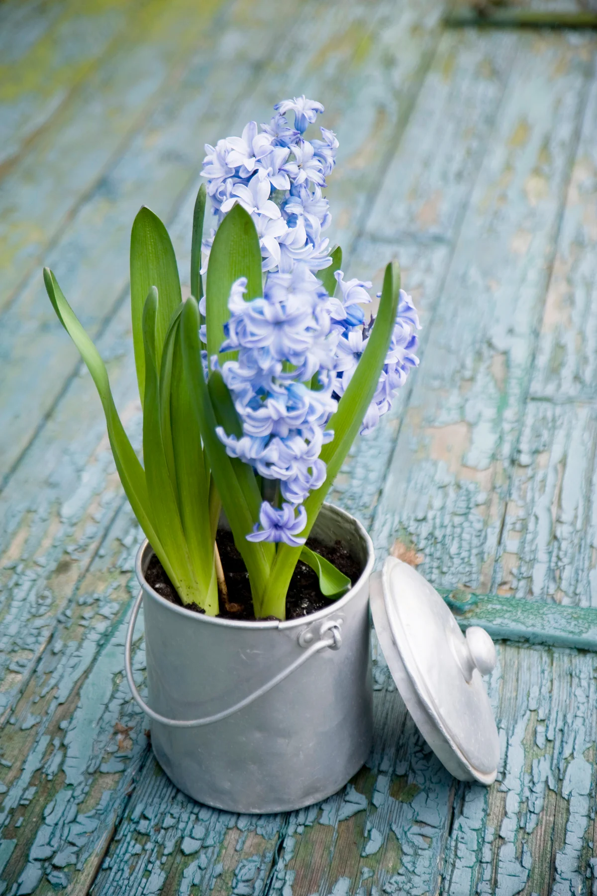 Blue hyacinth in metal pot