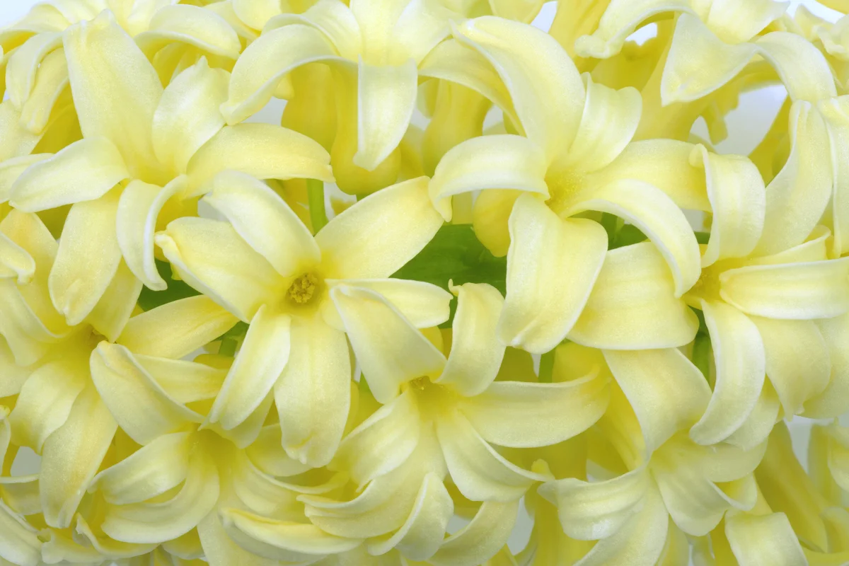 Yellow hyacinth flower