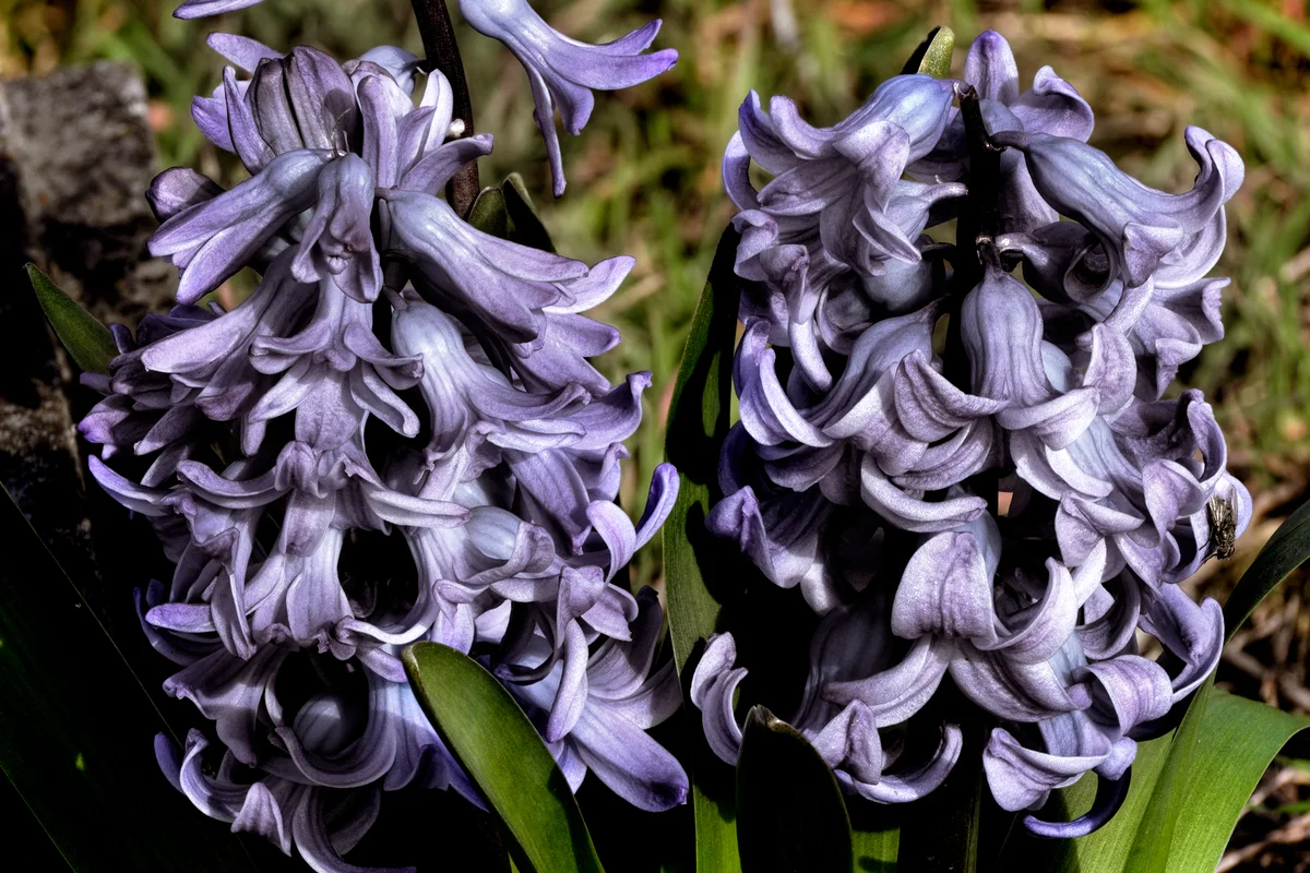 "Black" hyacinth flower