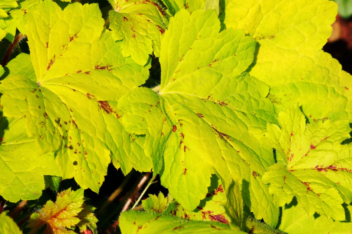 Citronelle Coral Bells