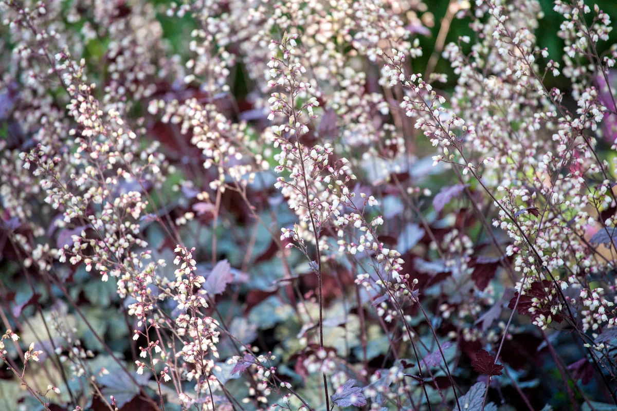 Little white flowers on black coral bells