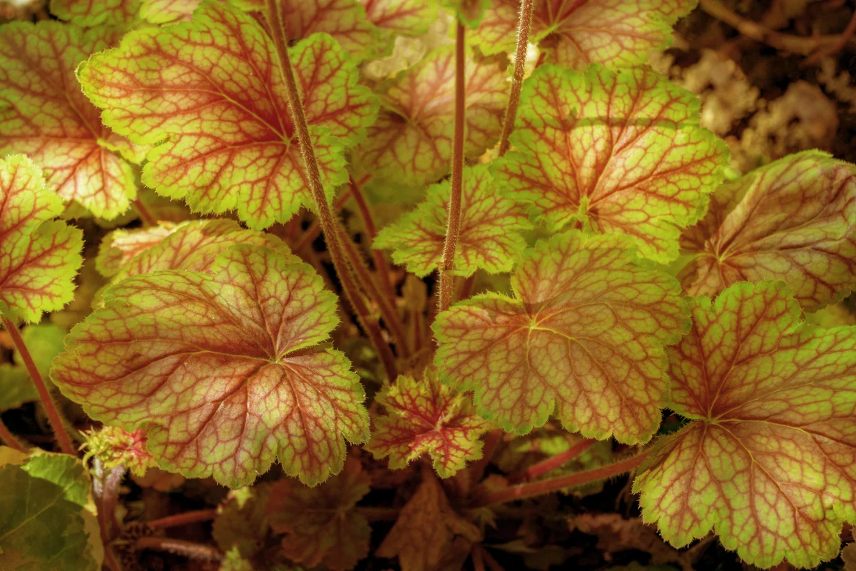 Amazing colorful textured variegated leaves of heuchera