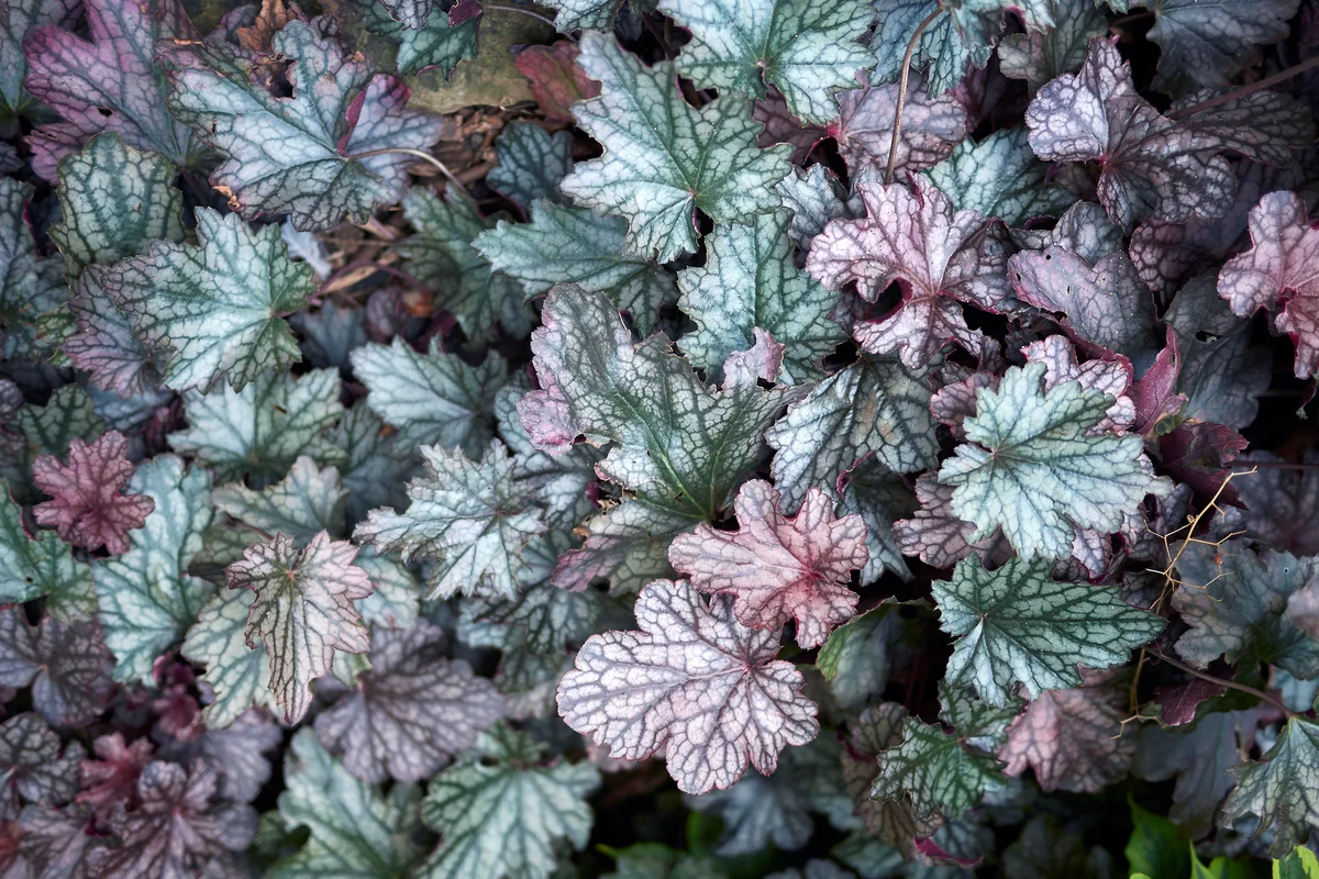 Peppermint spice heuchera