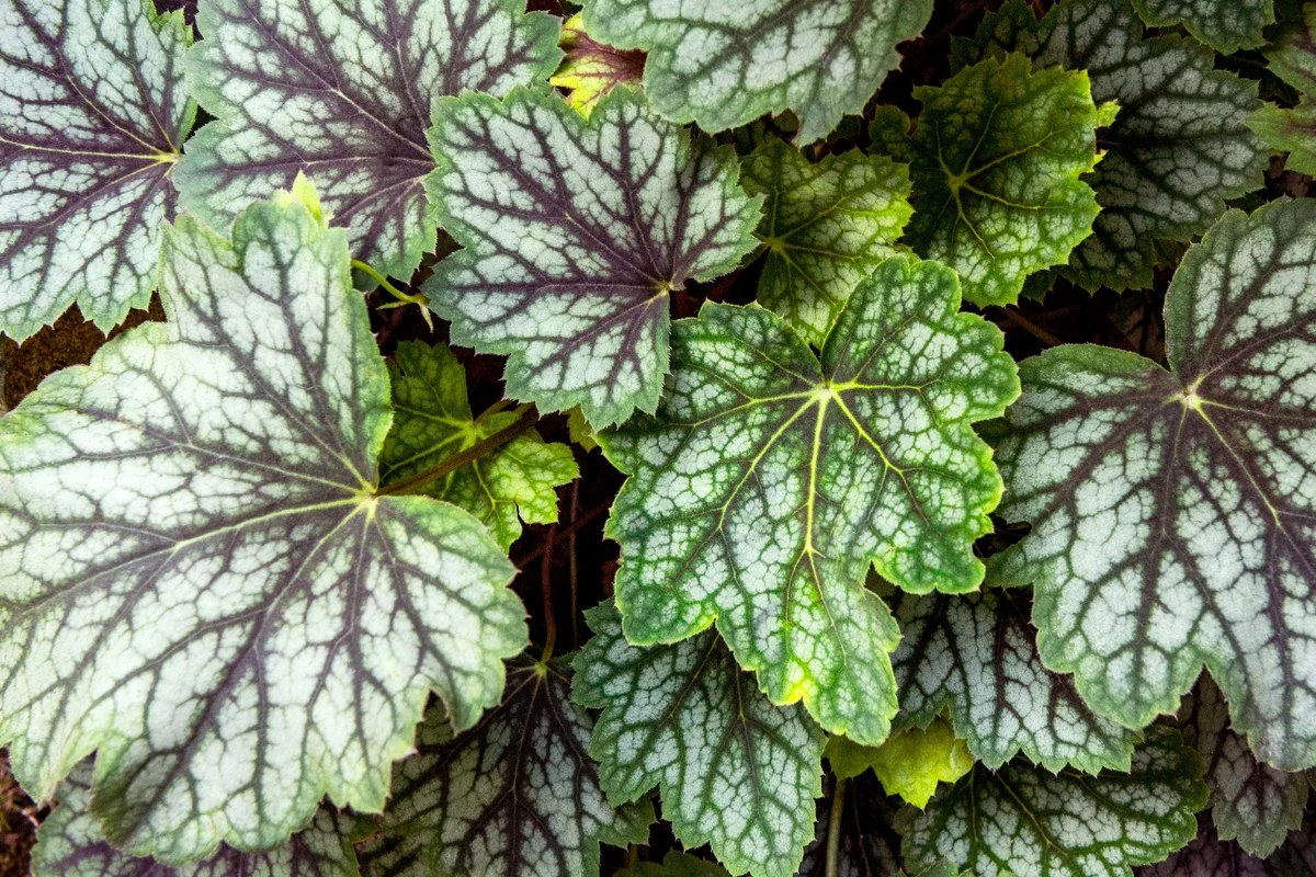 Lush dark green heuchera foliage