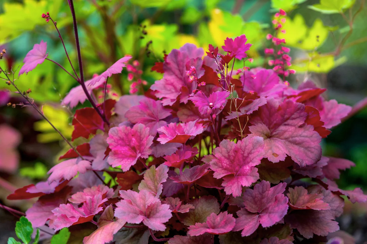 Beautiful Heuchera purple leaves and red flowers