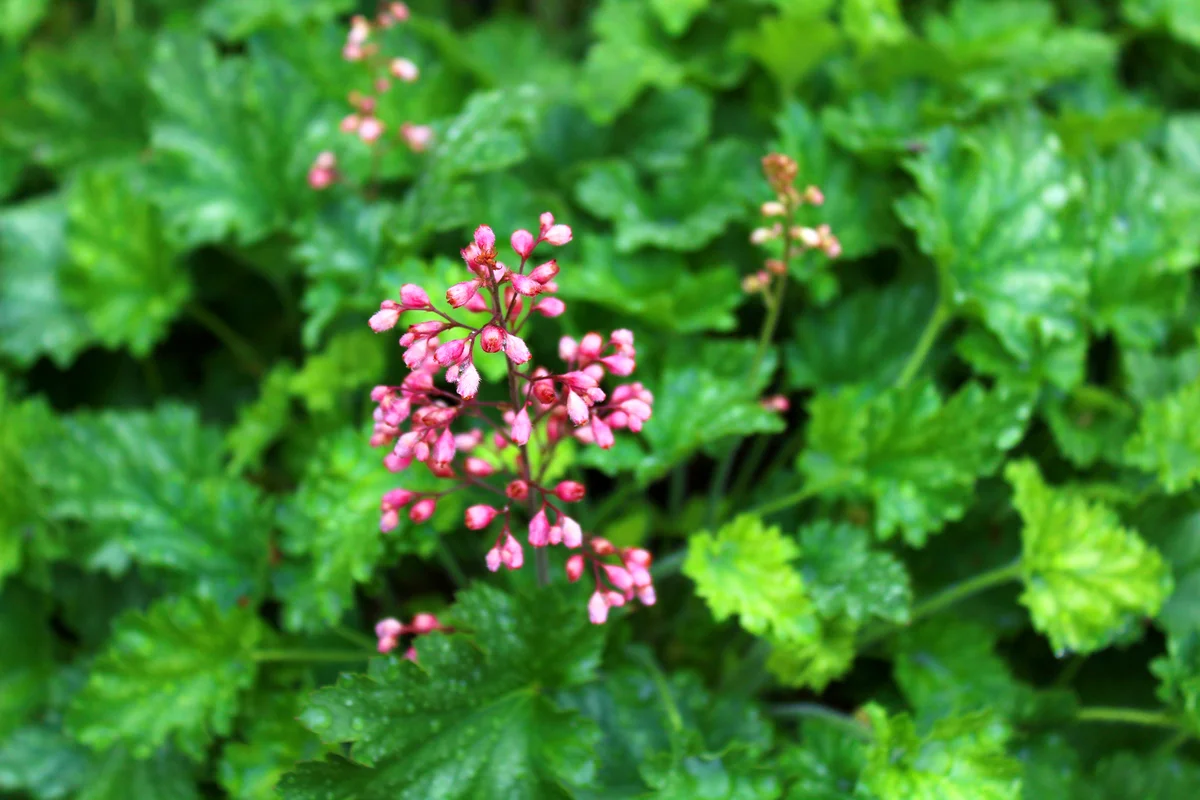 Blossoming Coral Bells