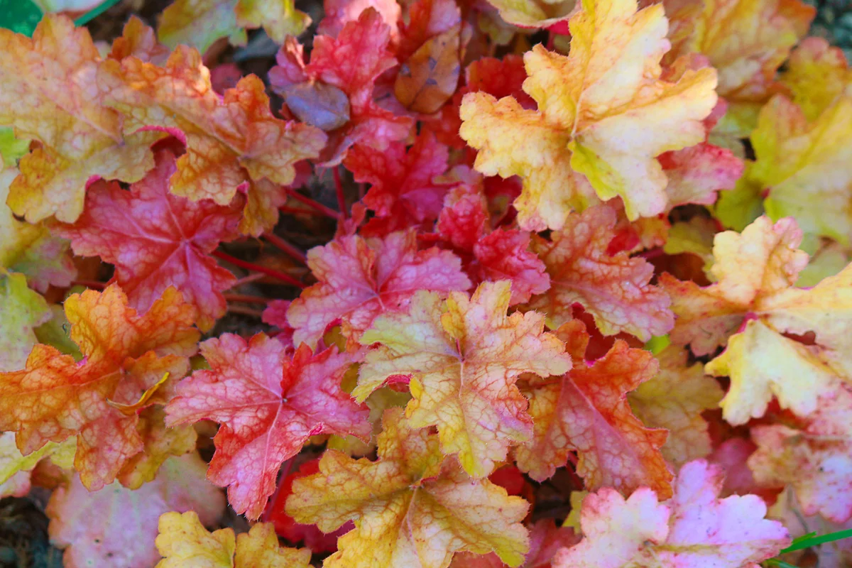 Colorful Heuchera leaves