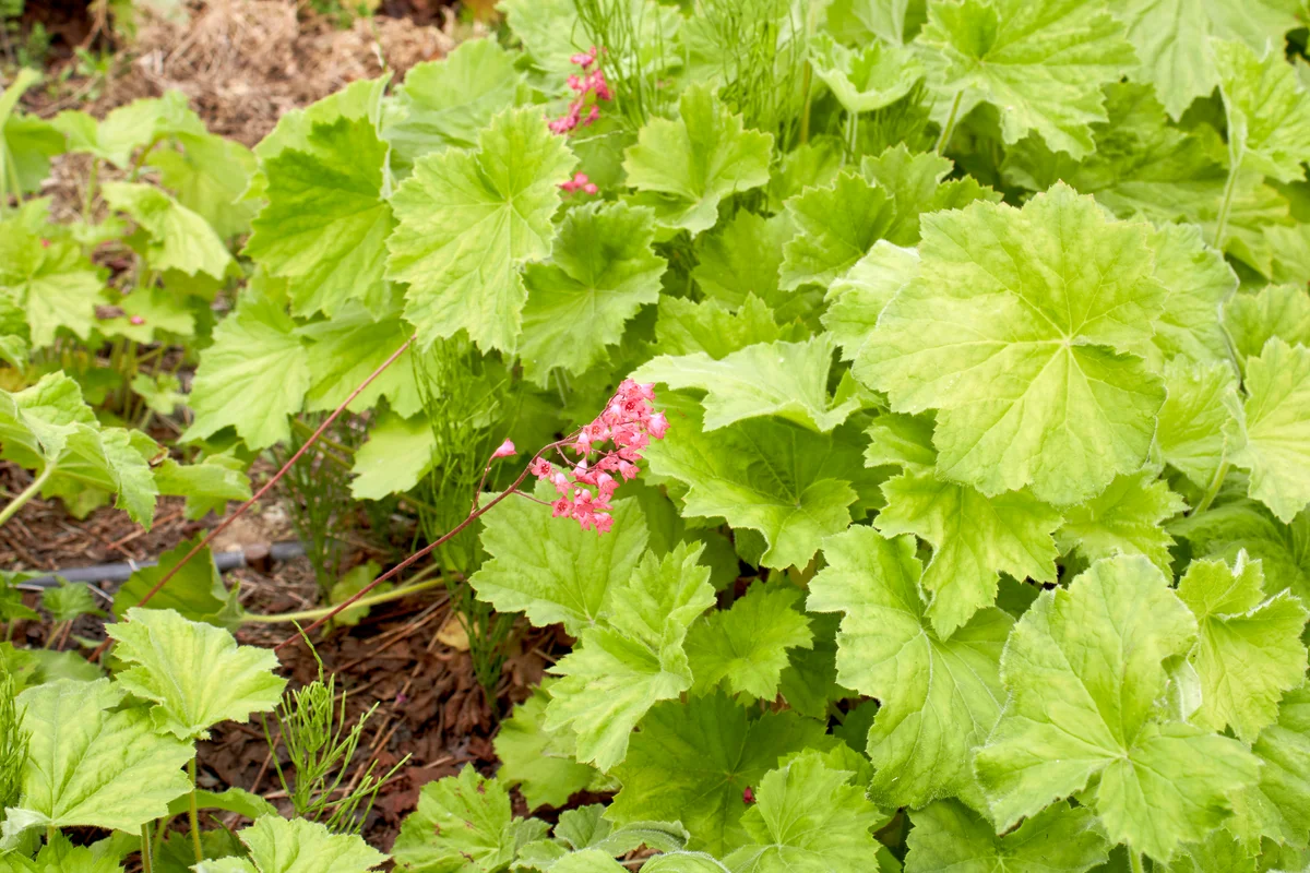 Heuchera with lime foliage