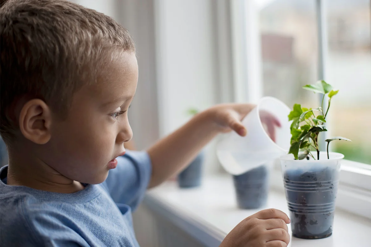 boy watering plant on windowsill
