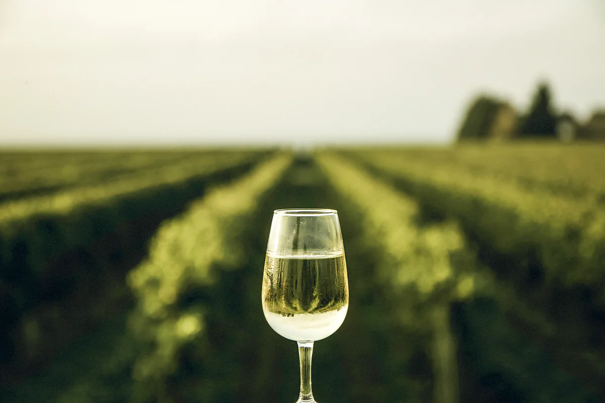 Dessert wine overlooking a vineyard