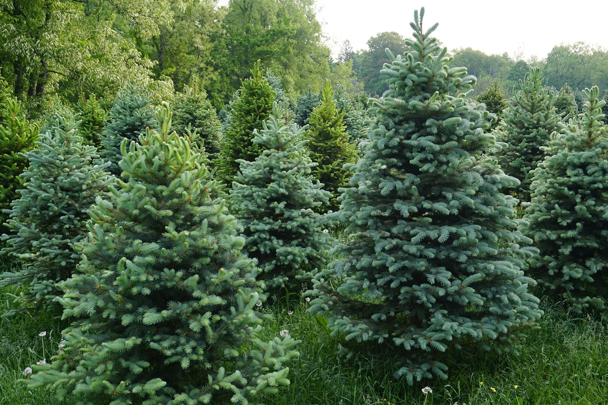 balsam fir tree farm