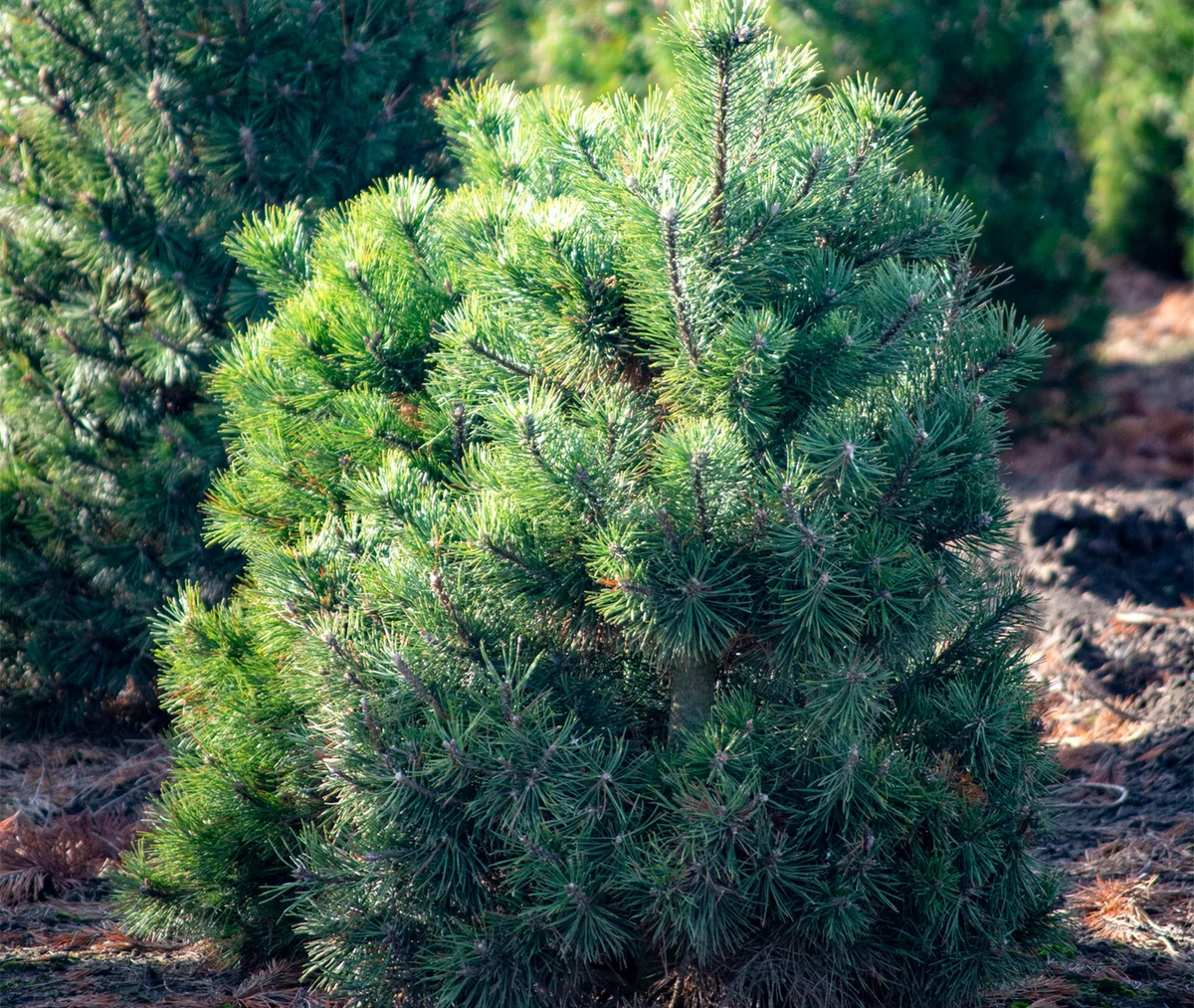 small scotch pine in forest