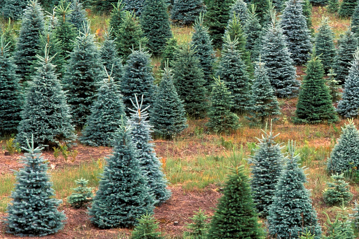 Blue Spruce Tree Farm