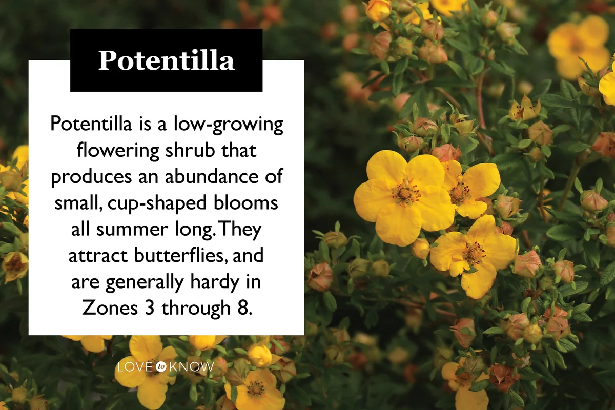 Blooming Potentilla plant with vibrant yellow flowers