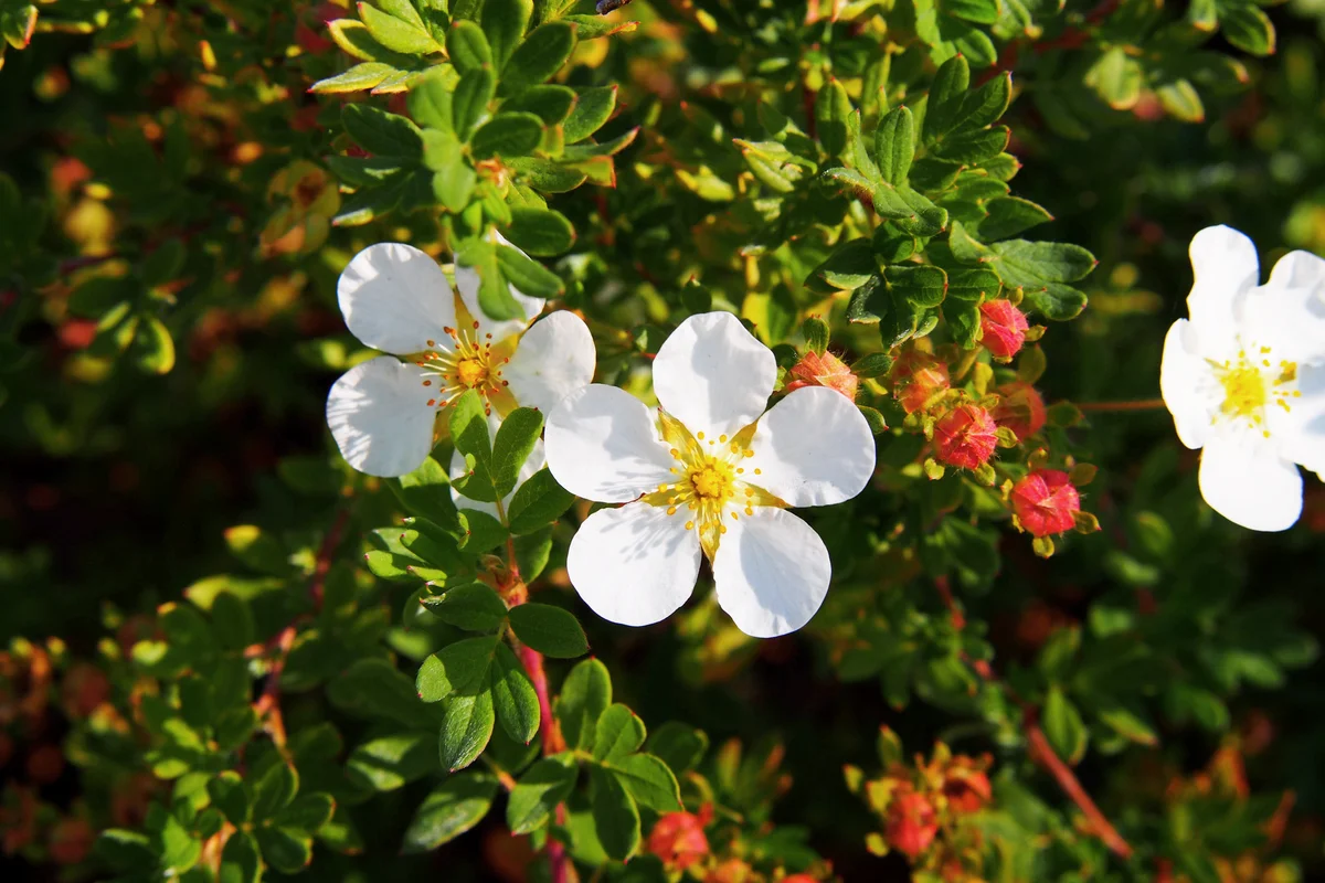 Dasiphora fruticosa syn Potentilla fruticosa 'Abbotswood'