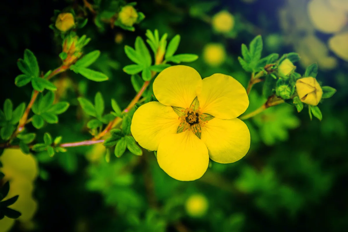 Yellow potentilla