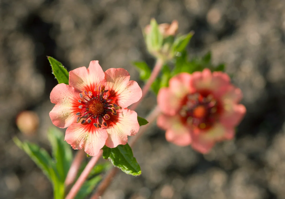 Potentilla in a summer garden