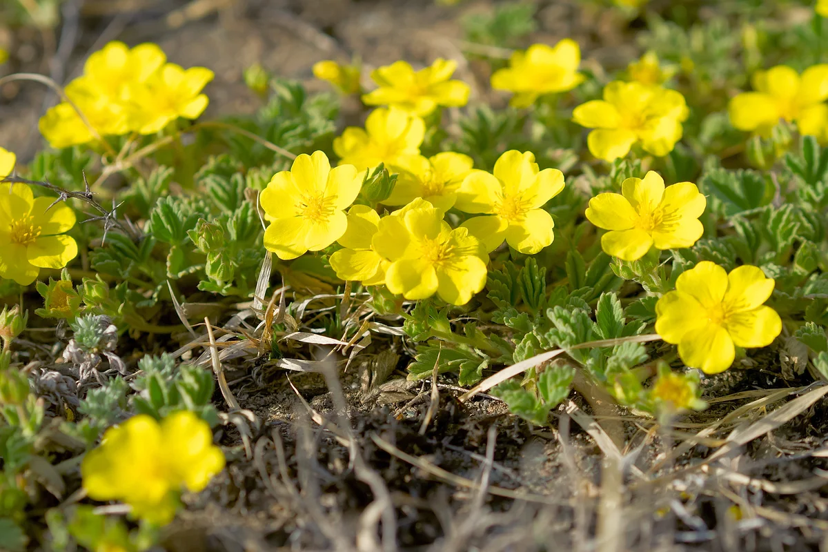 Blossoming potentillas