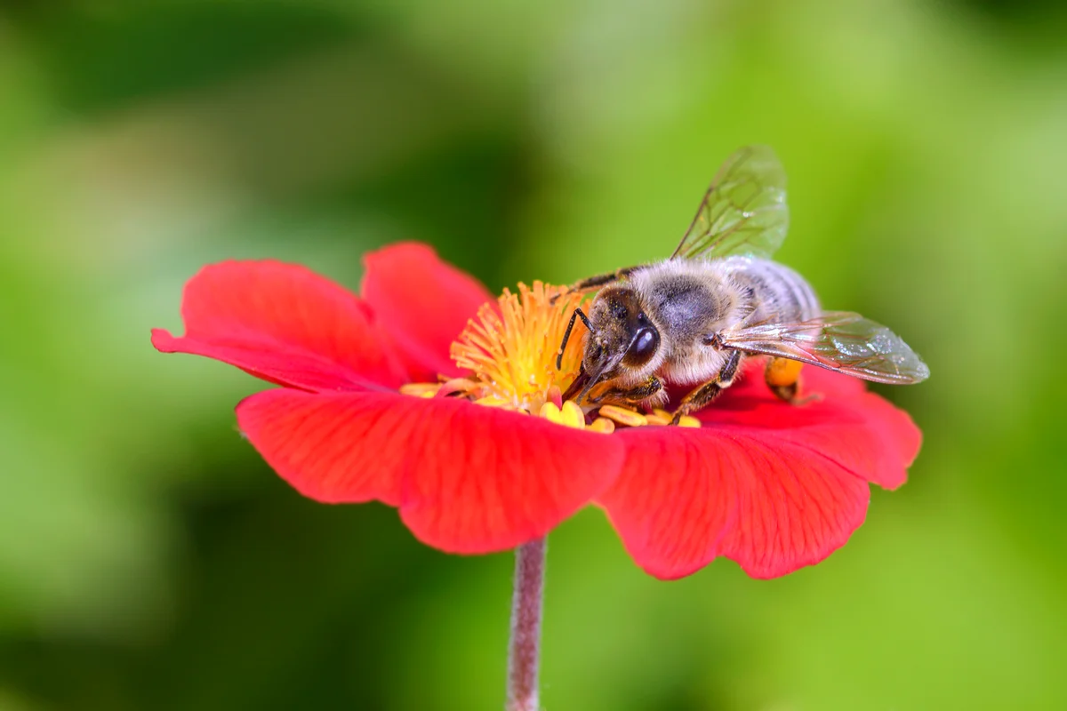 Red Potentilla with a bee