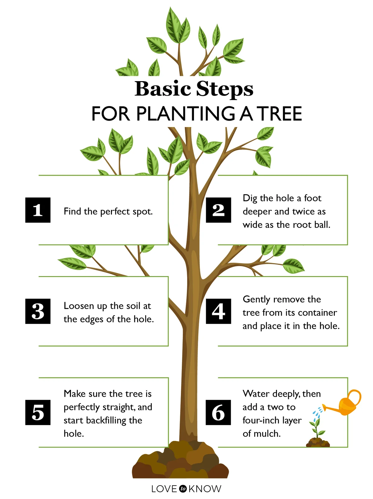 Steps to Plant a Tree