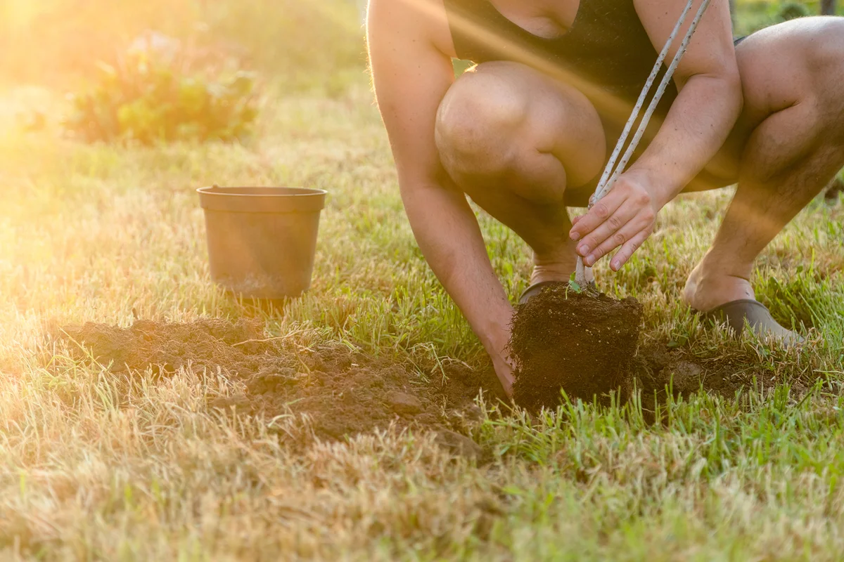 Planting a tree. Man digging a hole in the ground in summertime