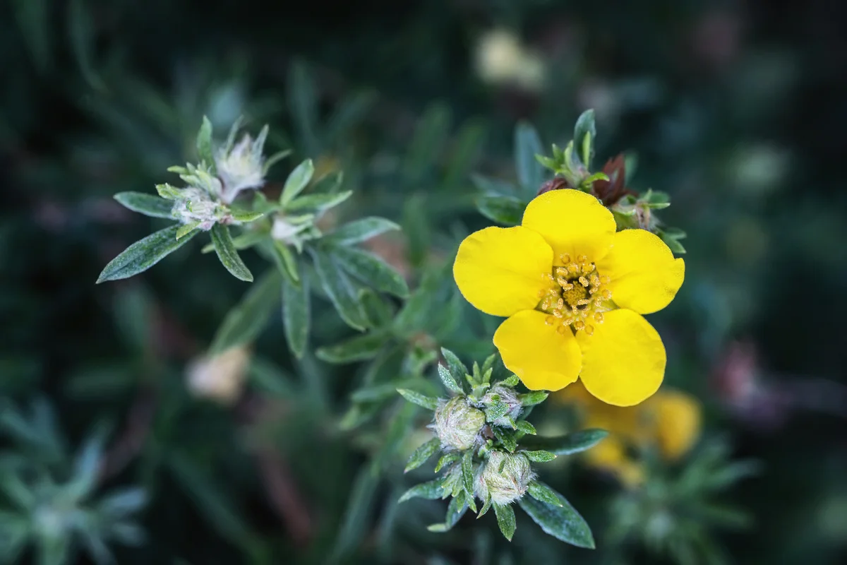 Yellow Potentilia Fruticosa