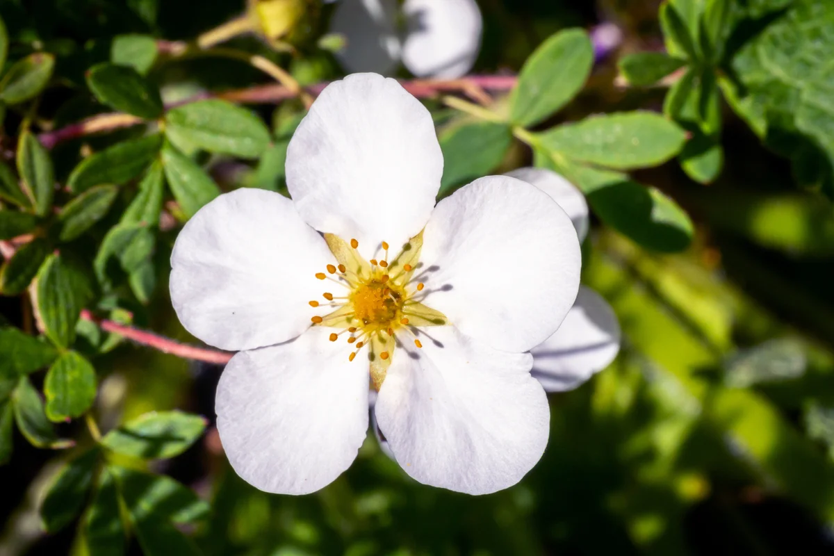 White potentilla