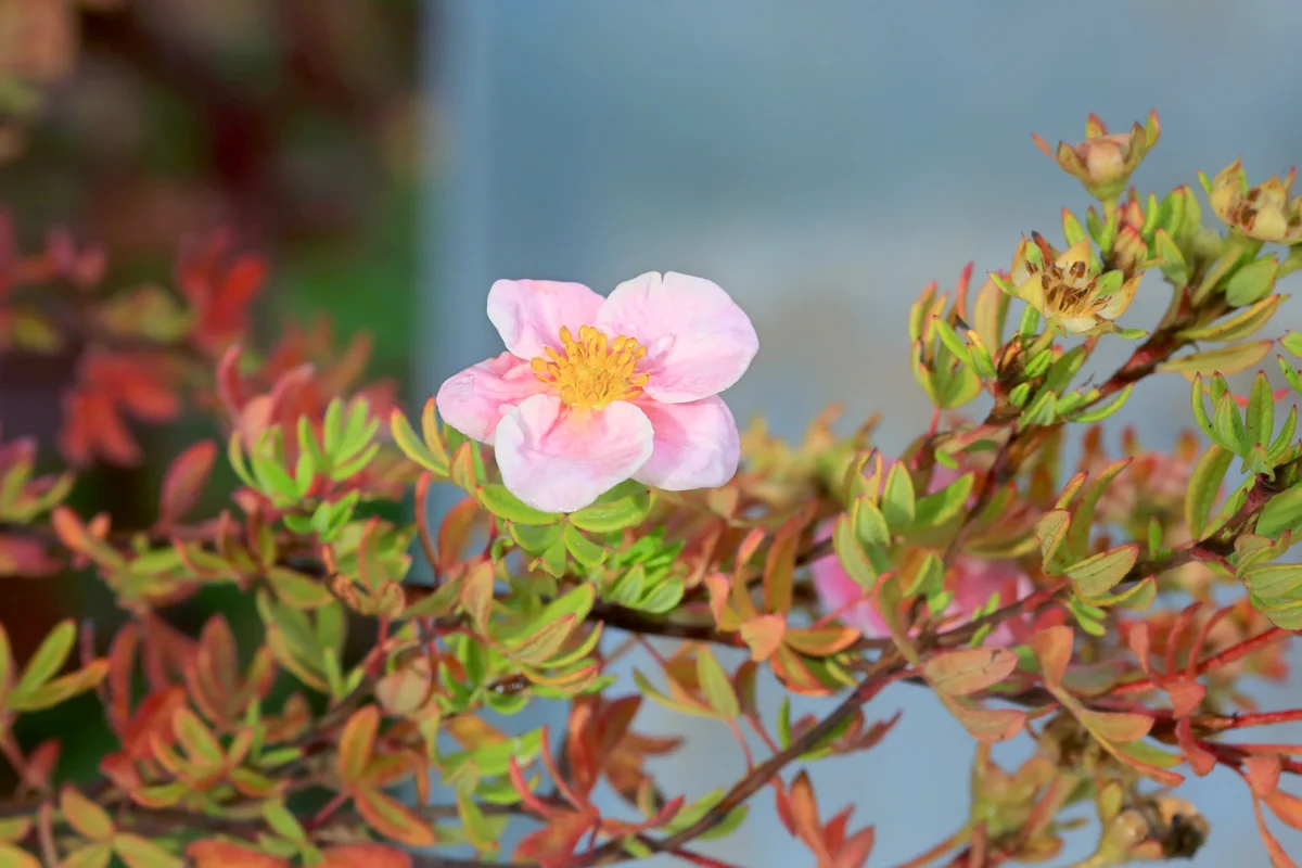 Potentilla fruticosa 'Pink Beauty'