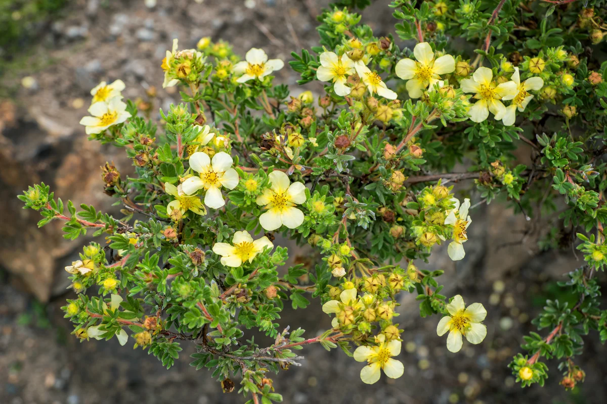 Potentilla primrose beauty