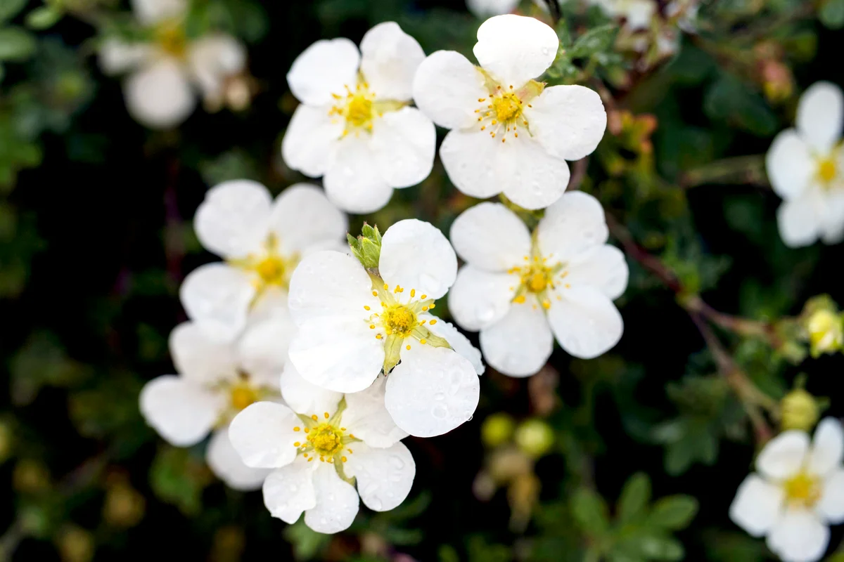 White potentillas flowers