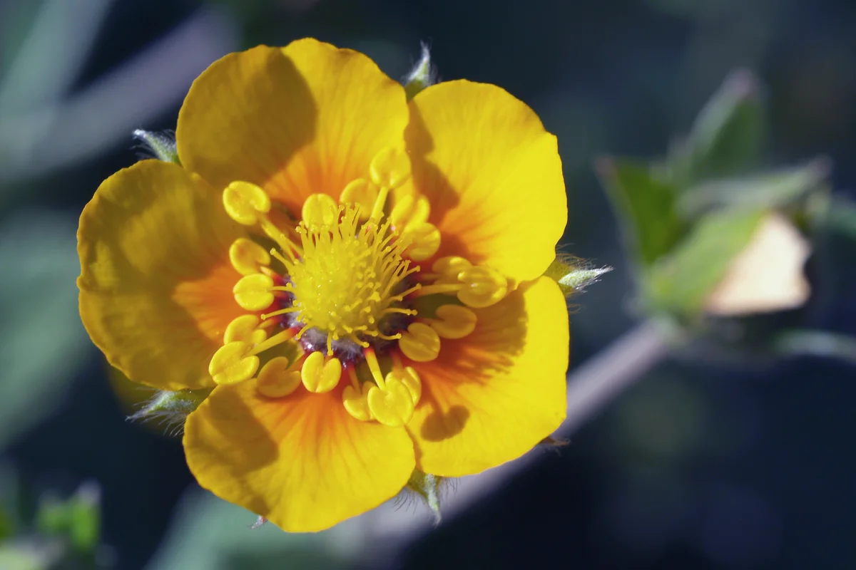 Potentilla fruticosa uman