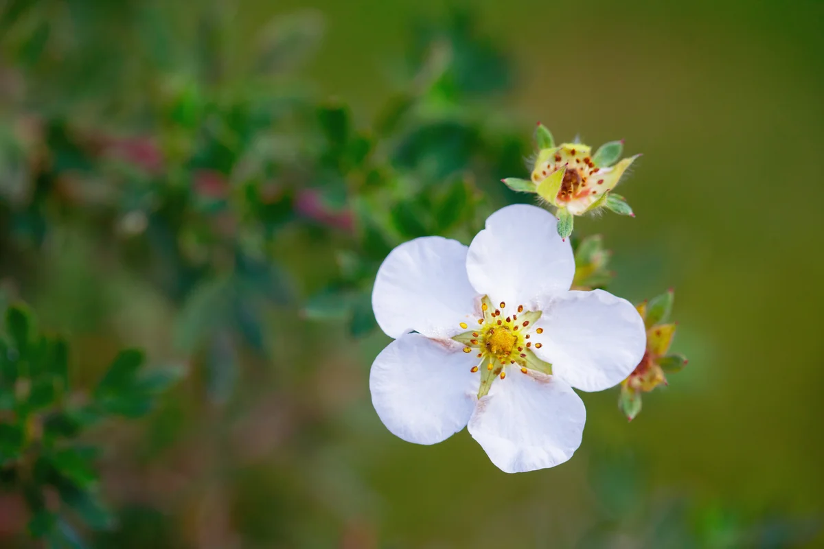 Potentilla flower blooming on a bush