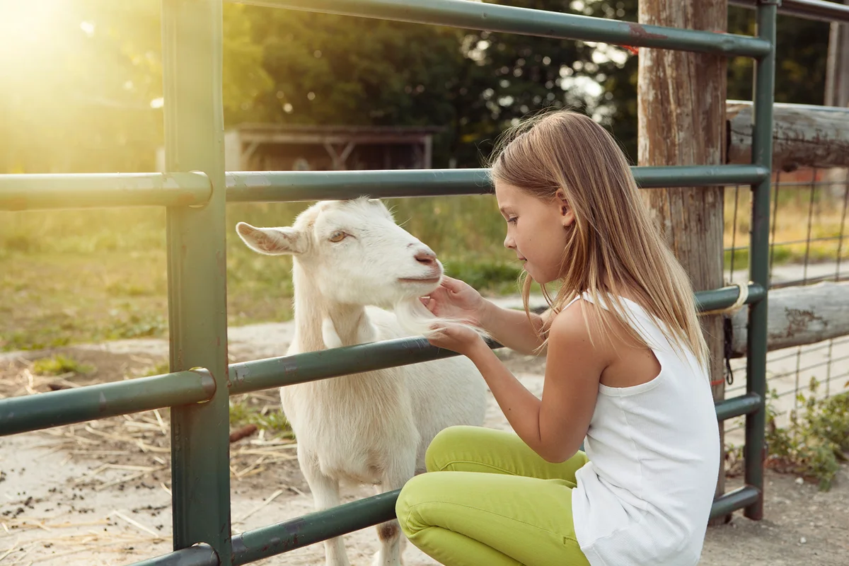 Girl petting goat at farm