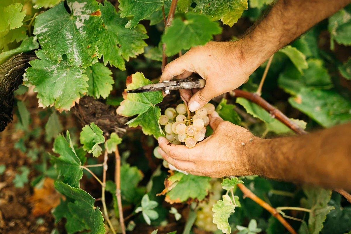 Hands cutting grapes during the harvest