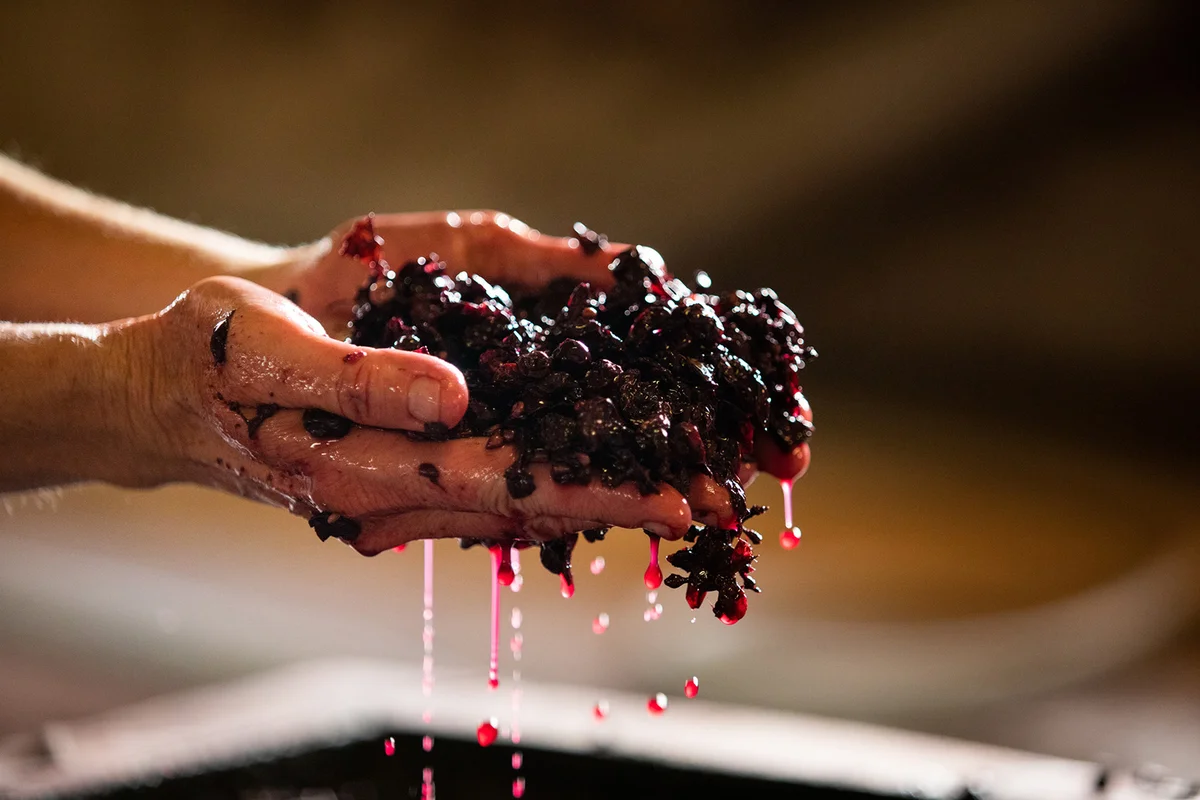 fermentation wine making in hands juice grappes