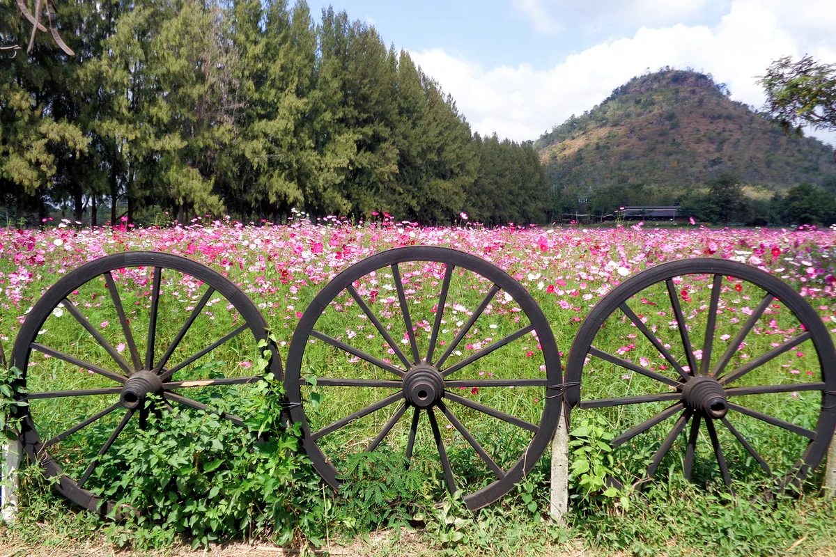 Cosmos Field at Foothill behind the Unique Wooden Wheel Fence