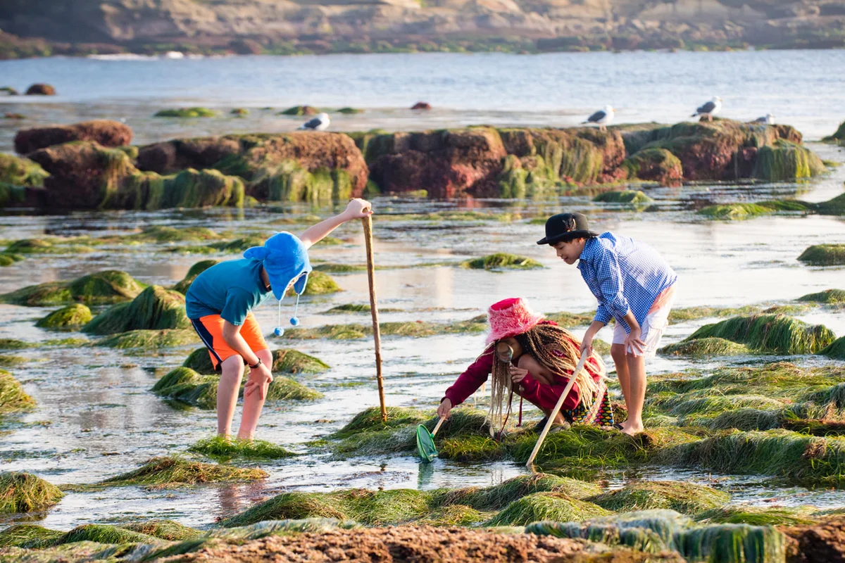 children explore tide pool in La Jolla California